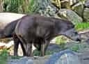 動物図鑑、バク